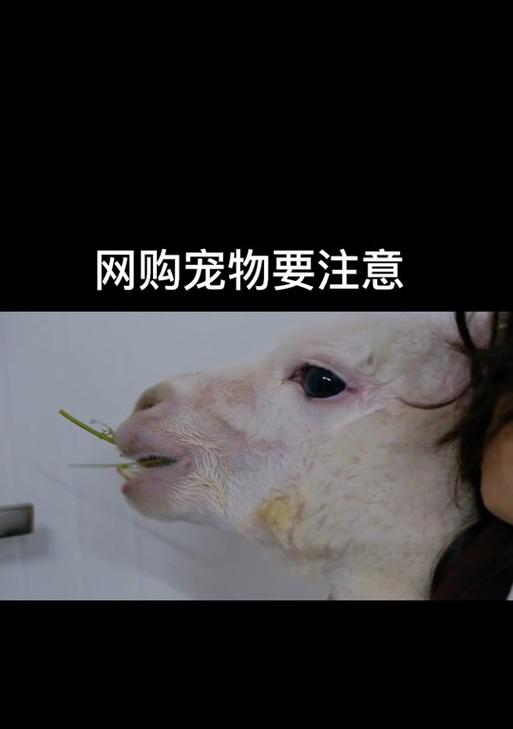 羊驼撞击导致牙齿脱落怎么办？需要看牙医吗？