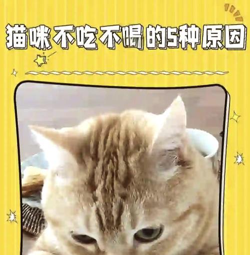 猫咪长大后拒食猫粮的原因是什么？