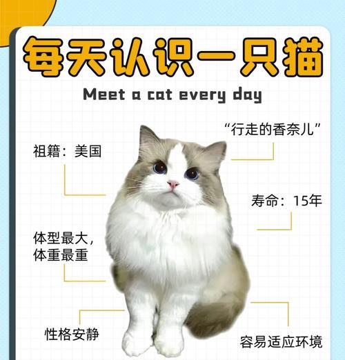 布偶猫新主人如何换猫粮？换猫粮时应注意什么？