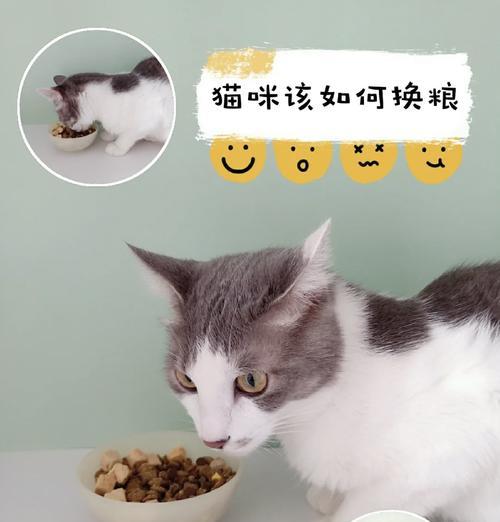 猫碗如何正确装粮？喂食猫咪的正确方法是什么？