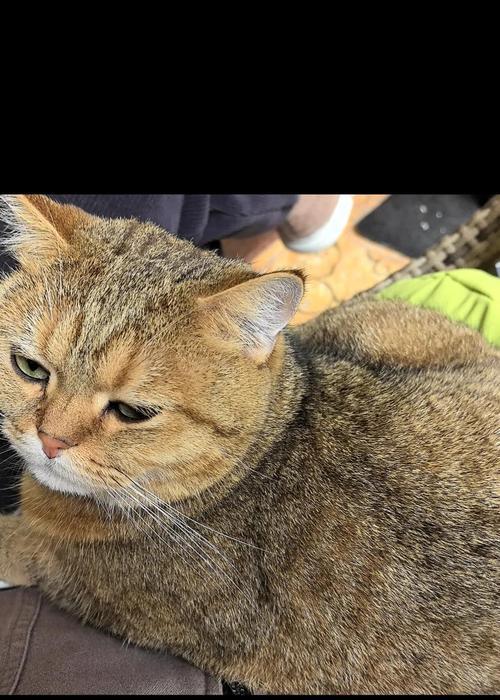 小猫吃猫粮后发抖是什么原因？