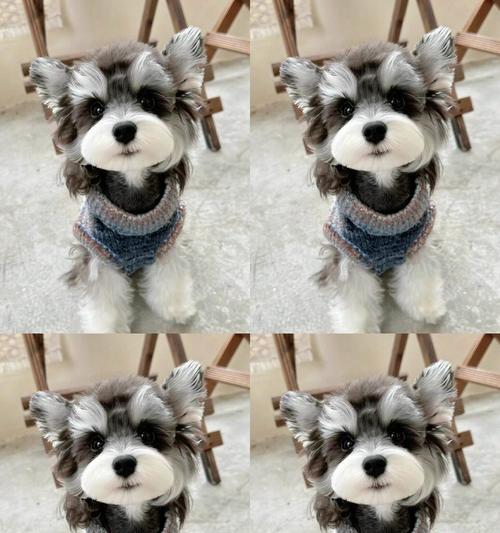 椒盐雪纳瑞的价格是多少？