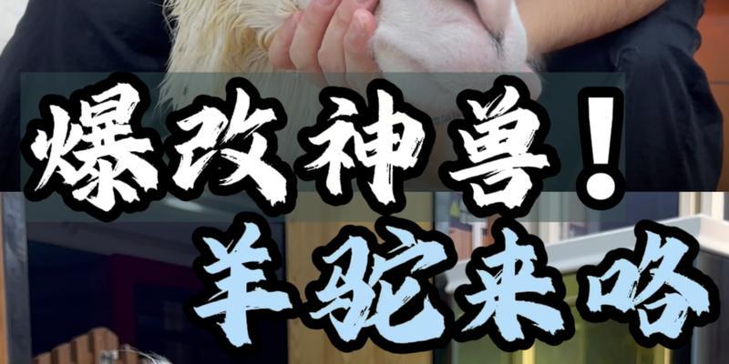 羊驼有哪些有趣的故事？羊驼的故事内容有哪些特点？