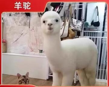 三亚哪里有卖羊驼娃娃？
