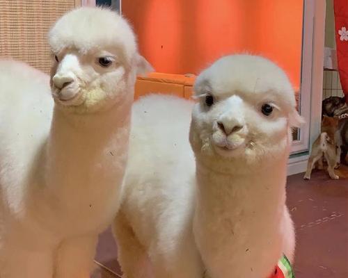 三亚哪里有卖羊驼娃娃？