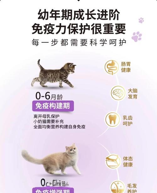 幼猫不主动吃强喂猫粮怎么办？如何培养幼猫的饮食习惯？
