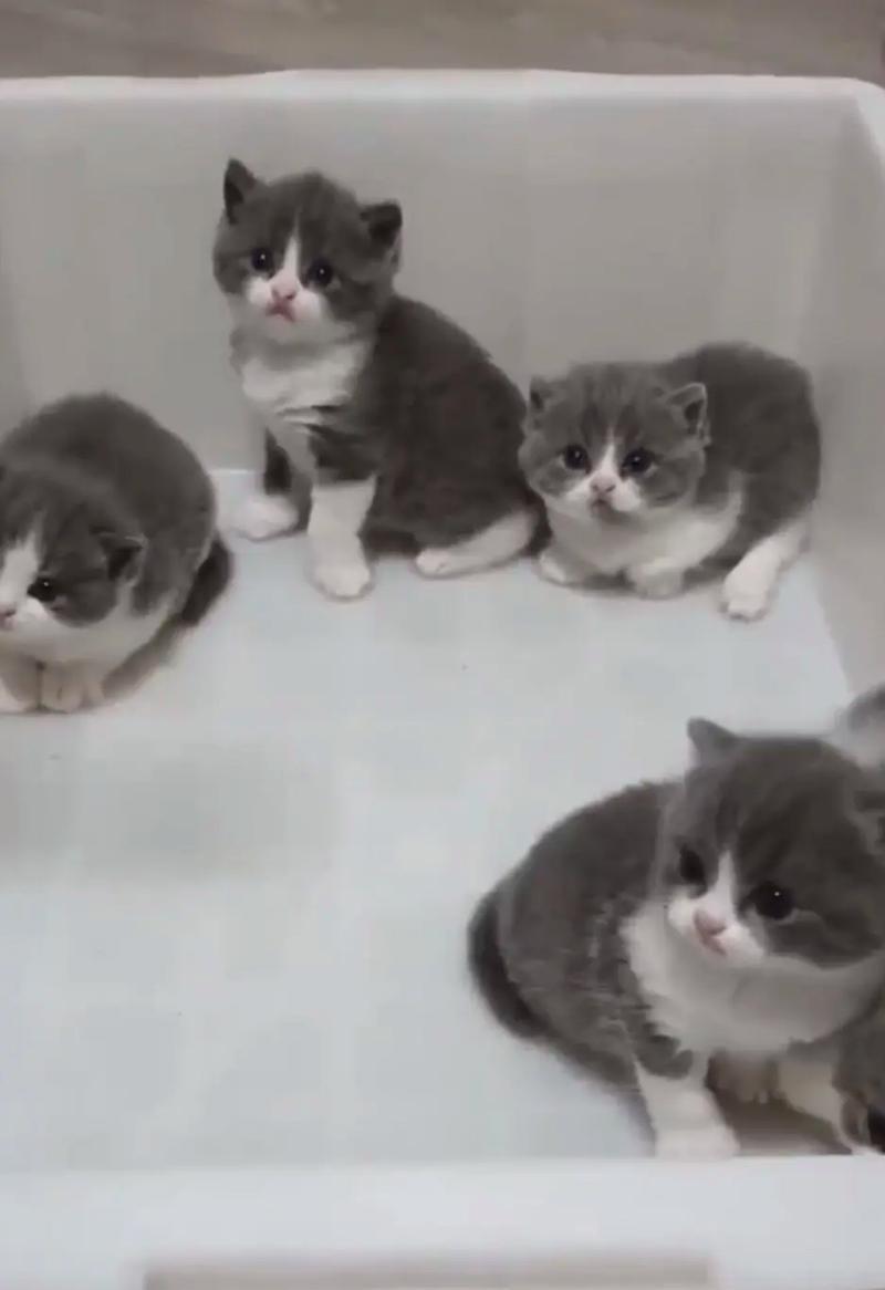 一个多月的幼猫可以吃肉吗？为何拒绝猫粮？