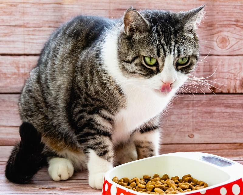 猫咪吃完猫粮后总是睡觉是正常现象吗？可能的原因是什么？