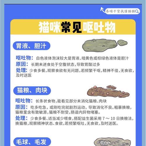 猫呕吐才吃的猫粮怎么办？猫咪呕吐后如何调整饮食？