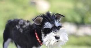 雪纳瑞公犬发情期多少天？过度粮是什么猫粮？