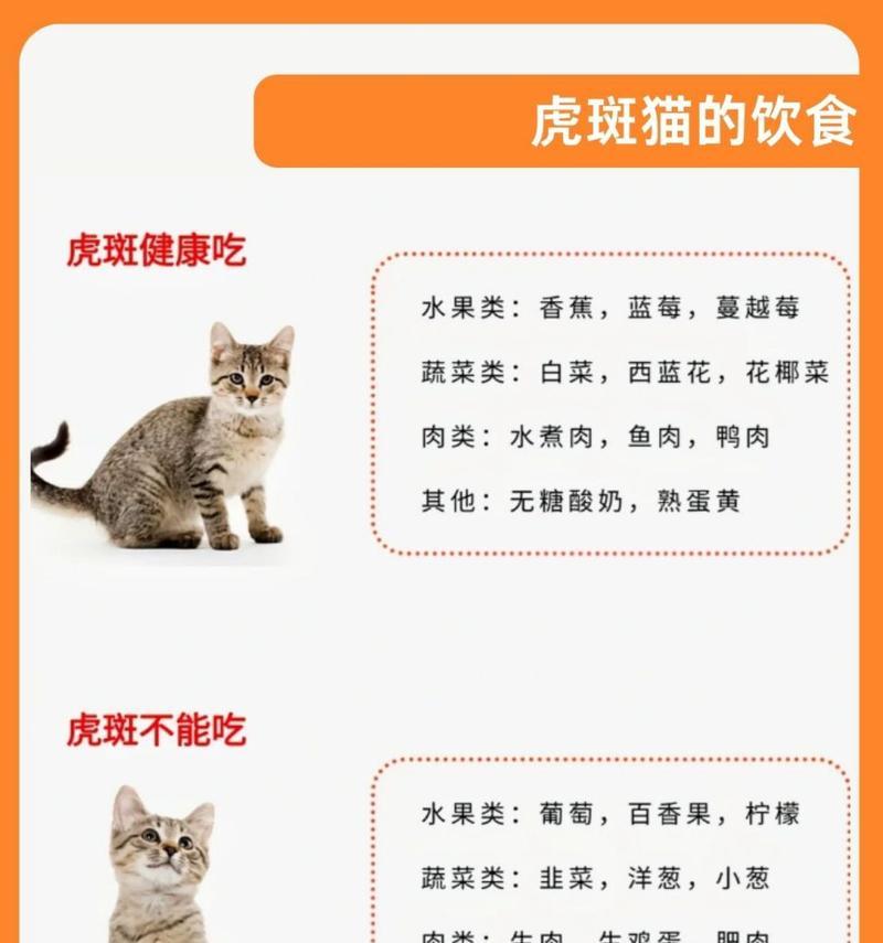 虎斑加白吃什么猫粮？控制体重猫粮怎么吃？