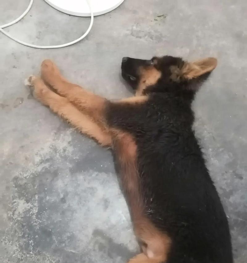 德牧生气死亡的次数有标准吗？