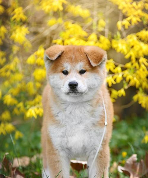为什么秋田犬比罗威纳犬贵很多？价格差异的原因是什么？
