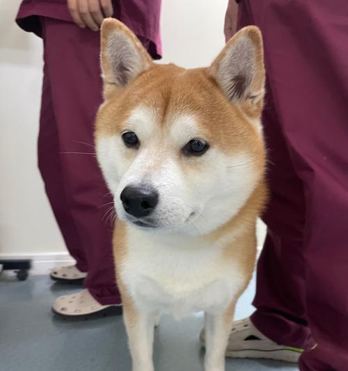 为什么秋田犬比罗威纳犬贵很多？价格差异的原因是什么？