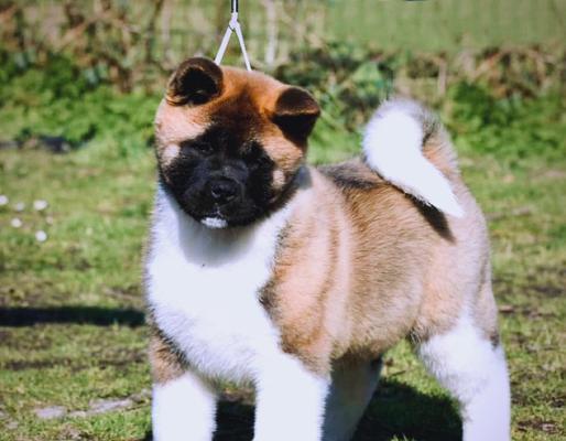 为什么秋田犬比罗威纳犬贵很多？价格差异的原因是什么？