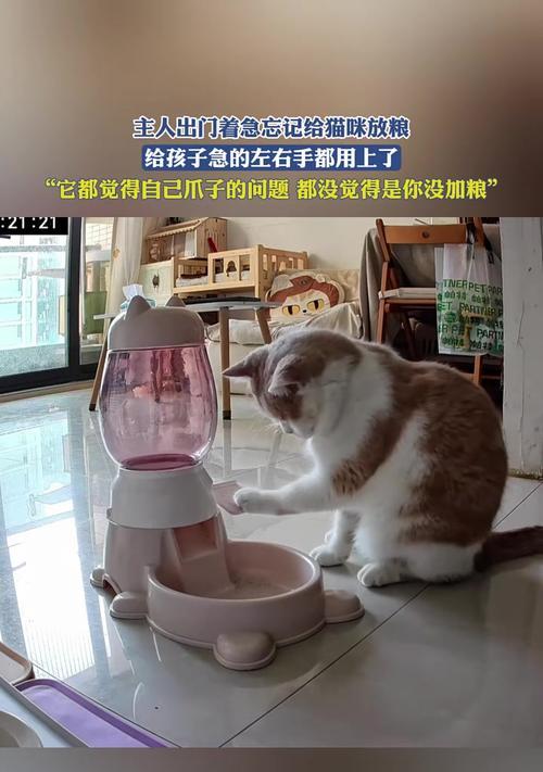 猫用筷子夹猫粮时遇到困难怎么办？