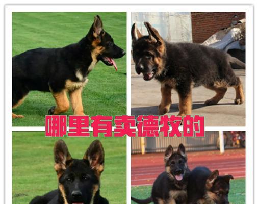 上海纯种德牧多少钱一条？购买时需要注意什么？