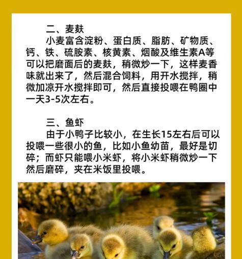 鸭子为何会喜欢吃猫粮？