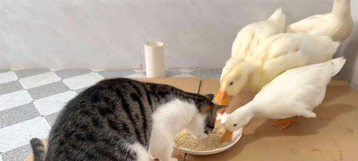 鸭子为何会喜欢吃猫粮？