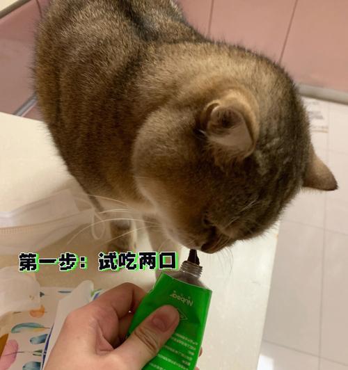 如何让猫咪吃下拌有药片的猫粮？