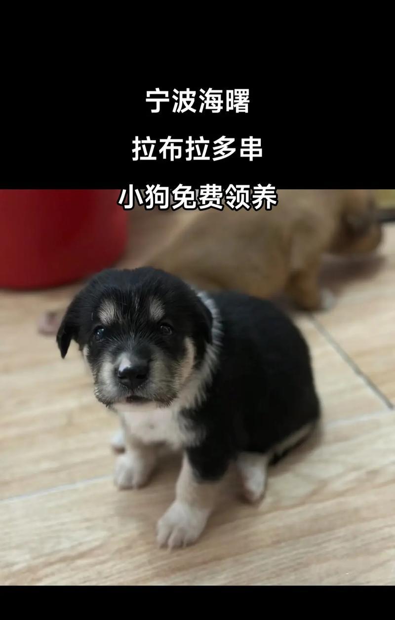 拉布拉多串串在小区如何饲养？正确的饲养方法是什么？
