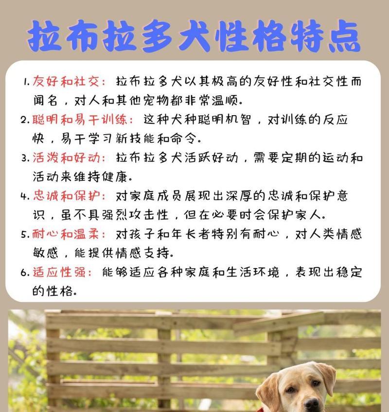 拉布拉多串串在小区如何饲养？正确的饲养方法是什么？