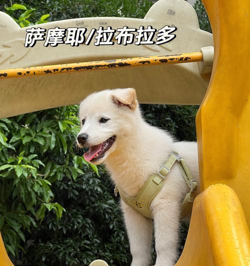 拉布拉多串串在小区如何饲养？正确的饲养方法是什么？