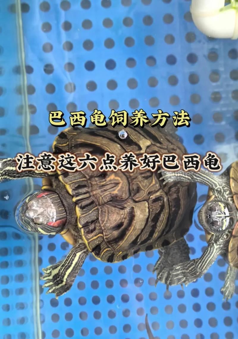 巴西龟换水时应该注意哪些事项？