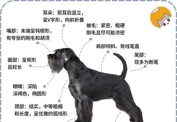 雪纳瑞肩高多少？标准尺寸是多少？