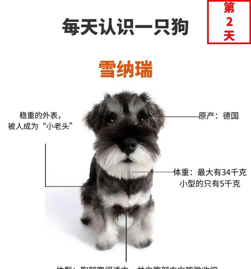 雪纳瑞肩高多少？标准尺寸是多少？