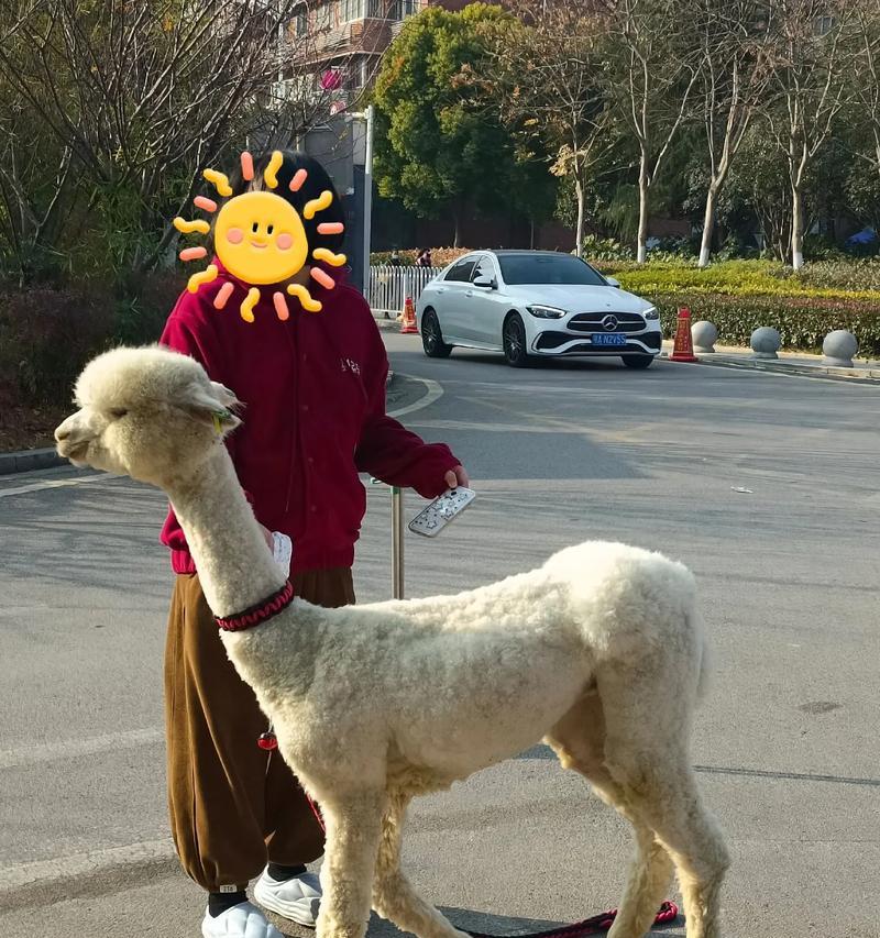 羊驼排泄物为何如此臭？可能的原因是什么？