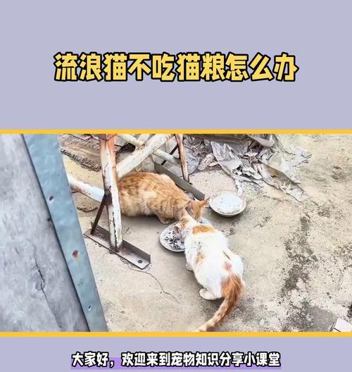 流浪猫不吃提供的猫粮？原因何在？