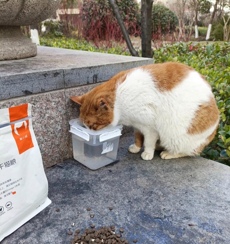 流浪猫不吃提供的猫粮？原因何在？