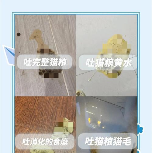 猫咪冬天吐猫粮怎么办？