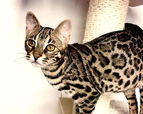 孟加拉猫适合哪种猫粮？