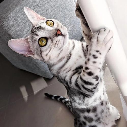 孟加拉猫适合哪种猫粮？