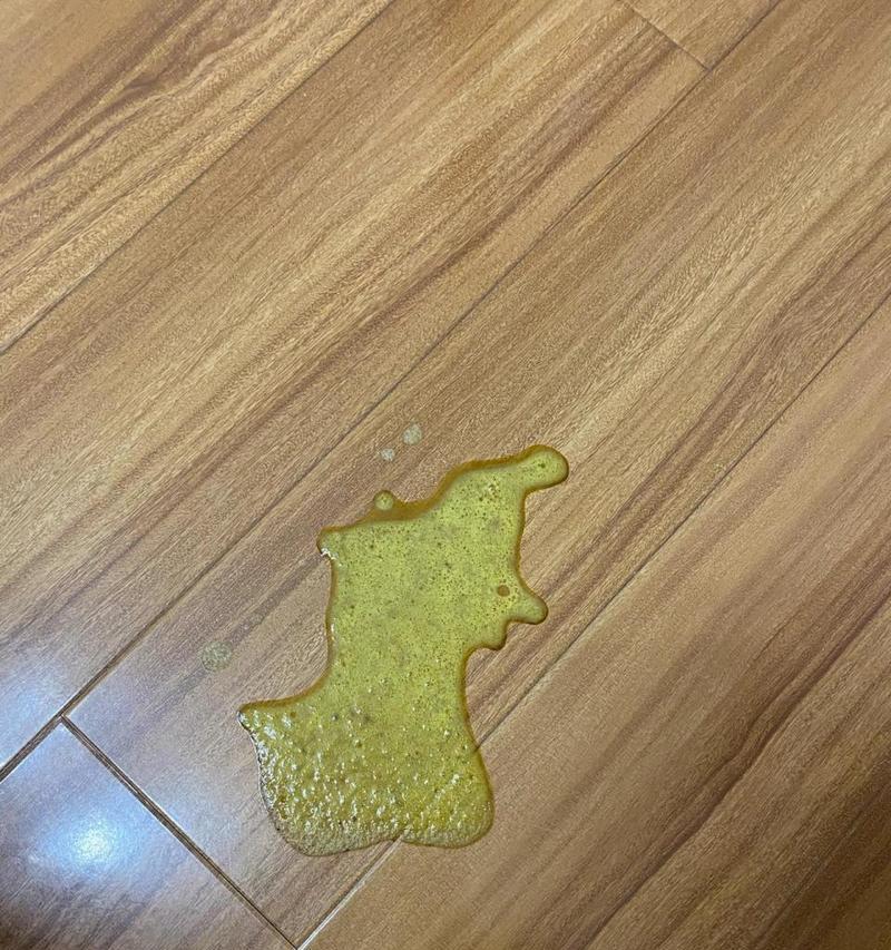 猫咪吐出黄色黏液和猫粮是怎么回事？如何处理？
