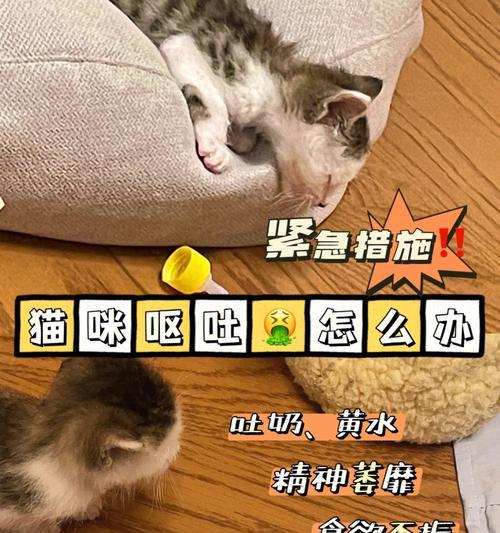 猫咪吐出黄色黏液和猫粮是怎么回事？如何处理？