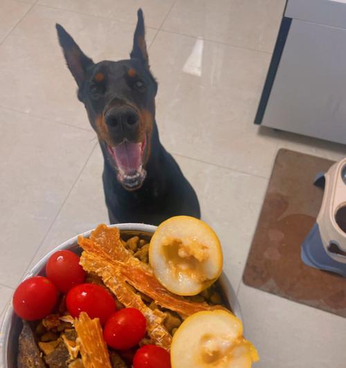 自制狗粮中应加入哪些食物和水果？杜宾犬的自制狗粮怎么做？