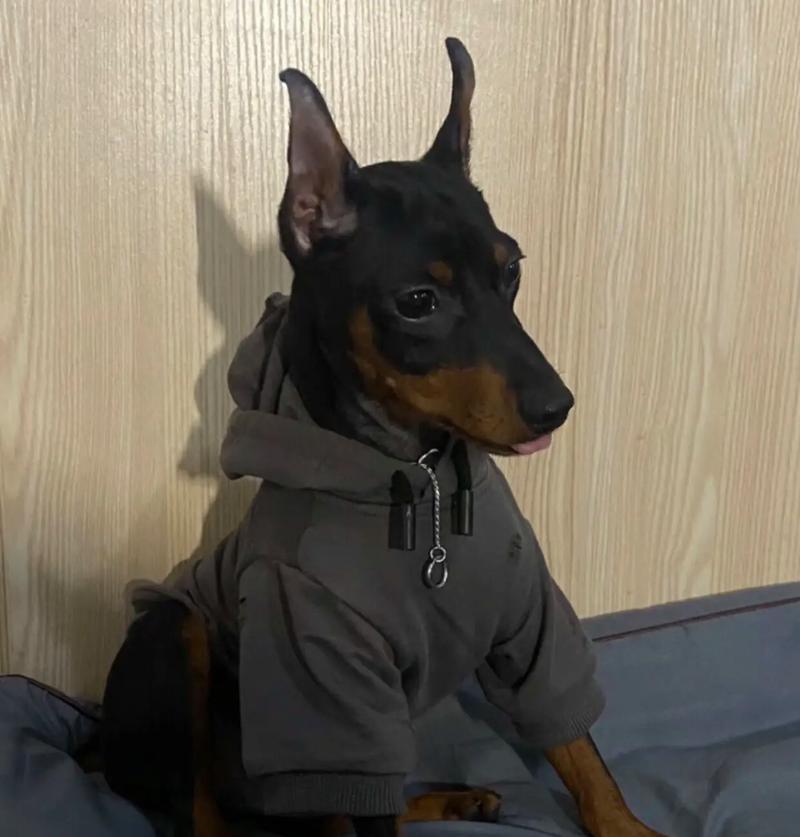 自制狗粮中应加入哪些食物和水果？杜宾犬的自制狗粮怎么做？