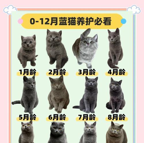 蓝猫患有结石时应选择哪种猫粮？如何预防结石的发生？