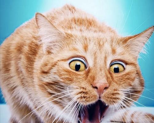 猫不给吃嗷嗷叫的猫粮怎么回事？这是猫咪的什么行为表现？