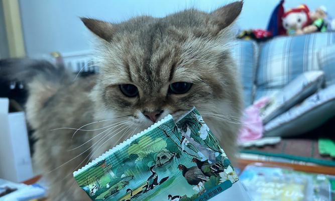 皮蛋猫粮过硬该如何处理？有无改善方法？