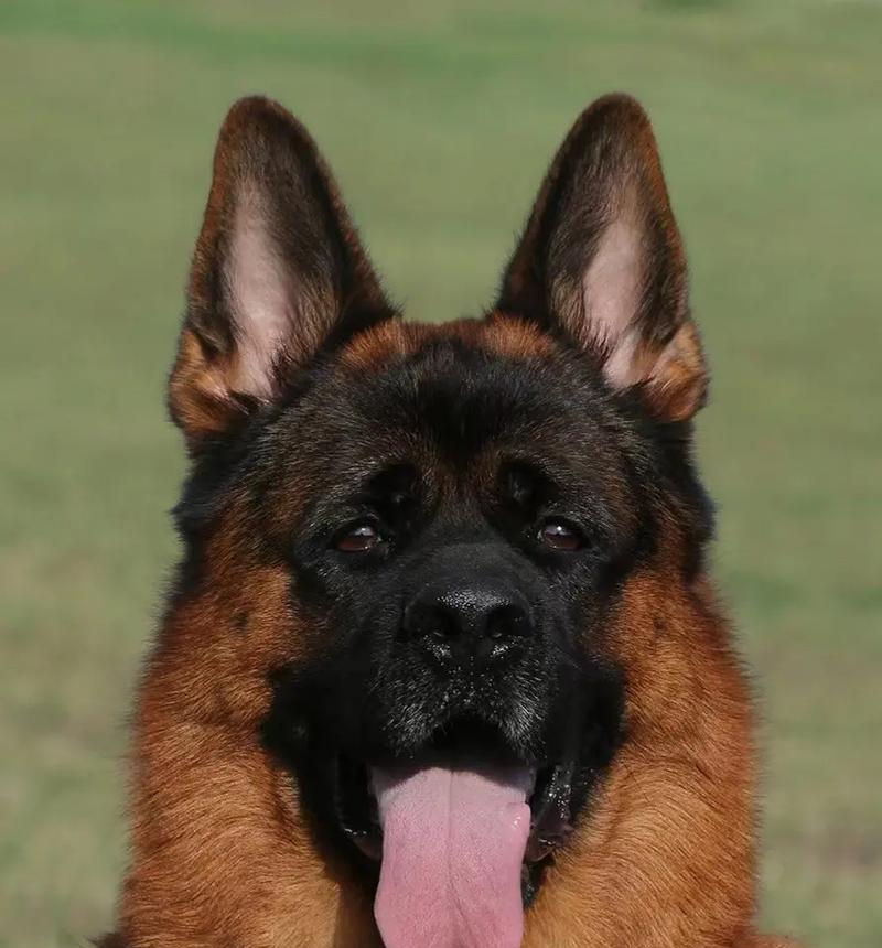 德牧犬个人饲养需要多少钱？德牧犬的饲养成本是多少？