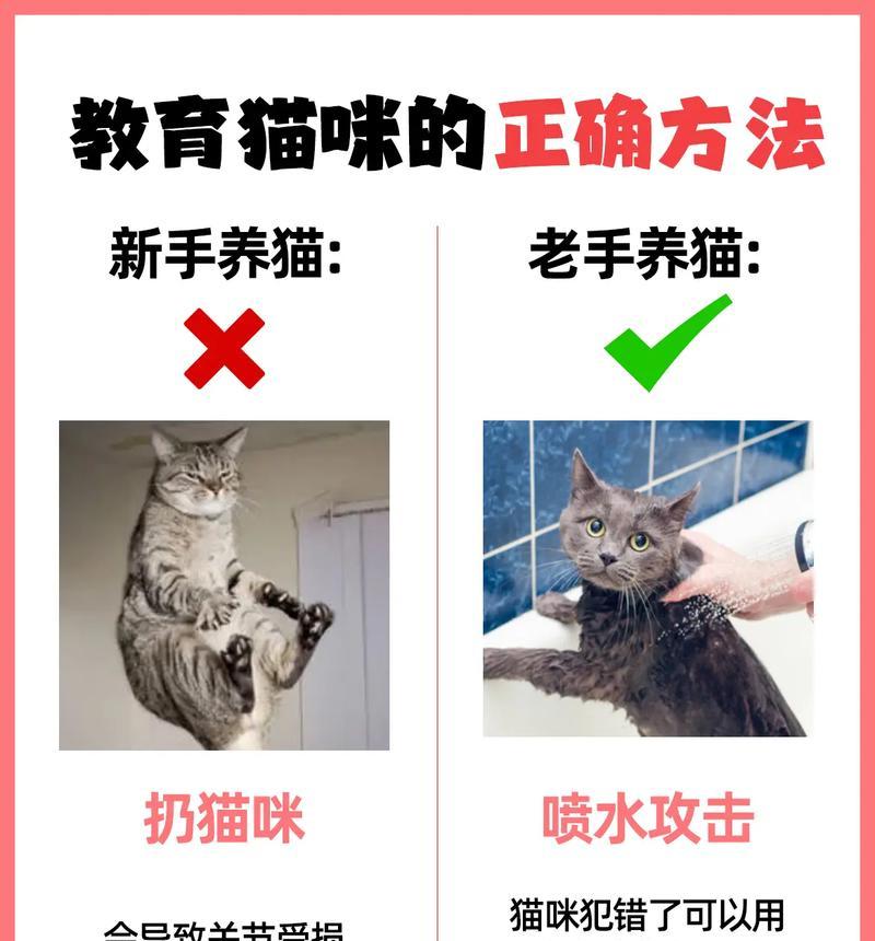如何帮助猫咪戒掉猫条拌猫粮的习惯？