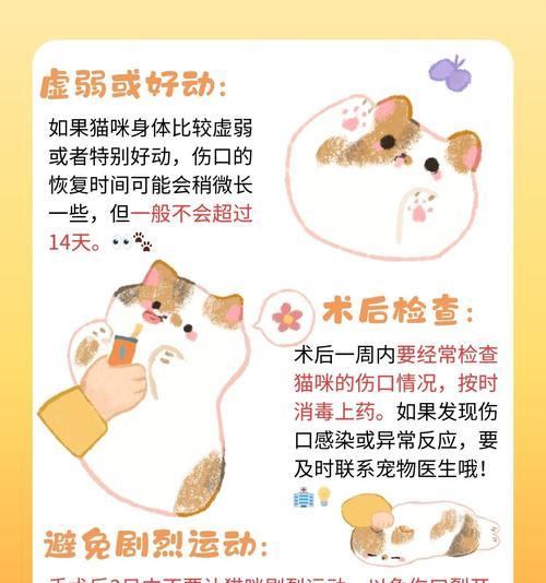 绝育后猫咪多久可以恢复正常饮食？