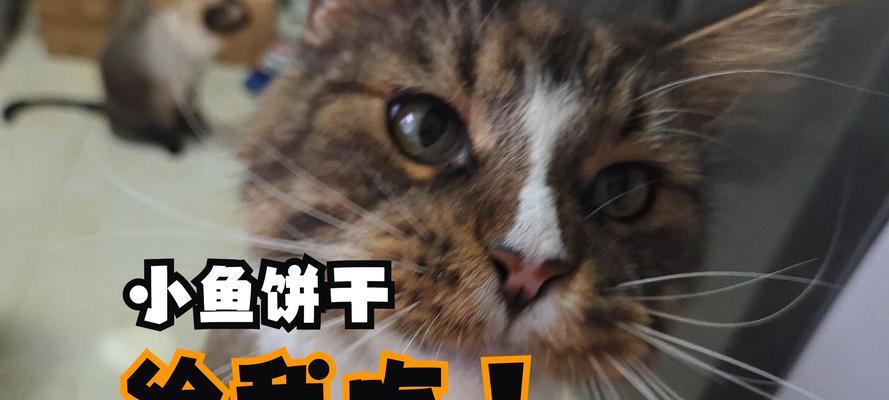 给猫喂食鱼粮可能会带来哪些后果？
