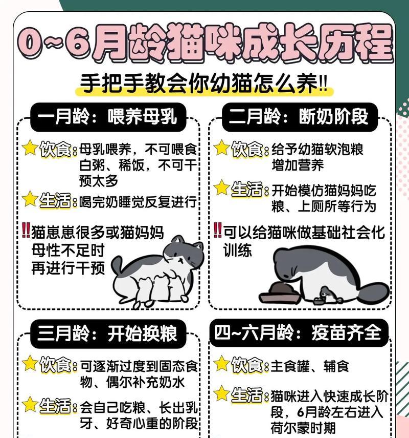 如何正确喂养幼猫以呵护其成长？