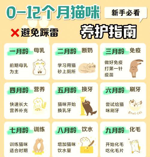 如何正确喂养幼猫以呵护其成长？