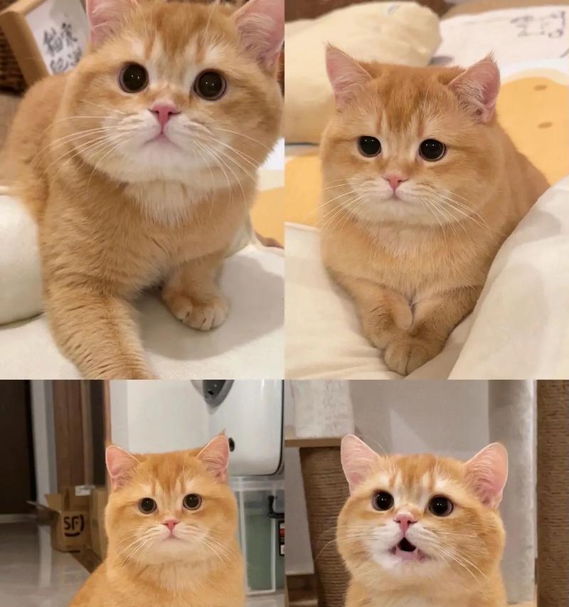 橘花猫适合哪种猫粮？